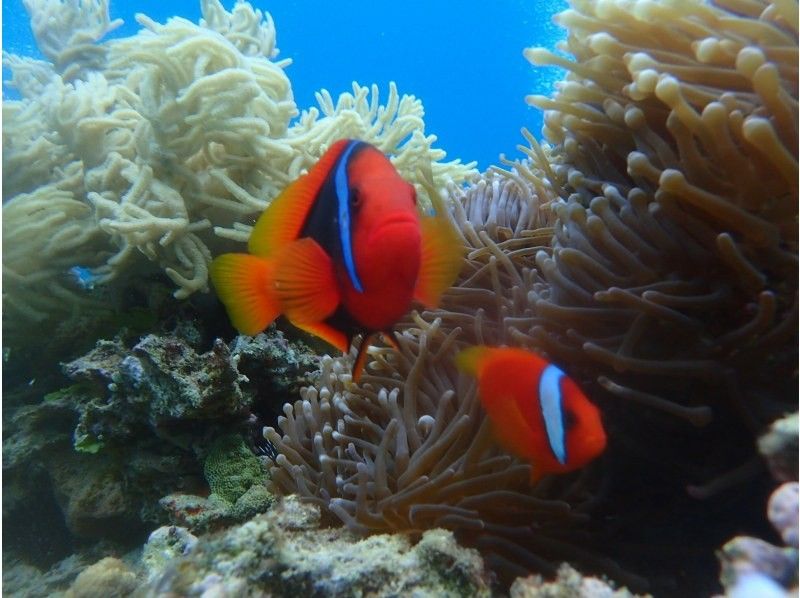 Okinawa, Motobu Town, Gorilla Chop Beach Fun Diving is very popular among beginners and divers who have never divered before. Free GoPro photo data service and all equipment rental fees are included!の紹介画像