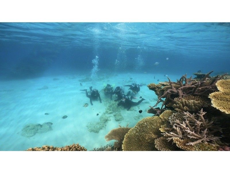 Okinawa, Motobu Town, Gorilla Chop Beach Fun Diving is very popular among beginners and divers who have never divered before. Free GoPro photo data service and all equipment rental fees are included!の紹介画像