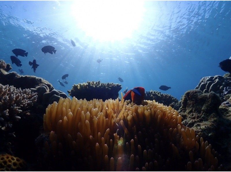 沖繩，本部町，Gorilla Chop Beach Fun Diving，在初學者和空白潛水者中很受歡迎♪免費GoPro照片數據，包括所有設備租賃費！の紹介画像