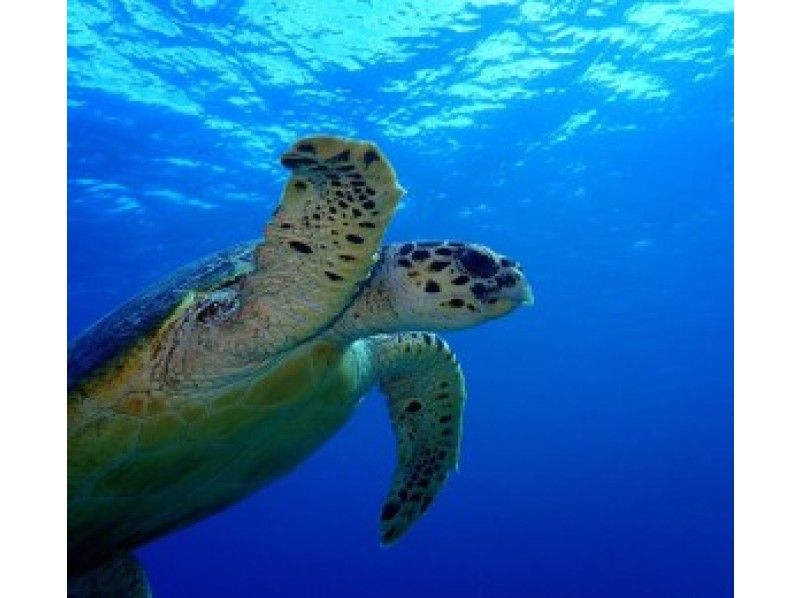 [Okinawa / Ishigaki Island] Phantom Island Landing + Sea Turtle or Manta Snorkel Tour (1 day plan)の紹介画像