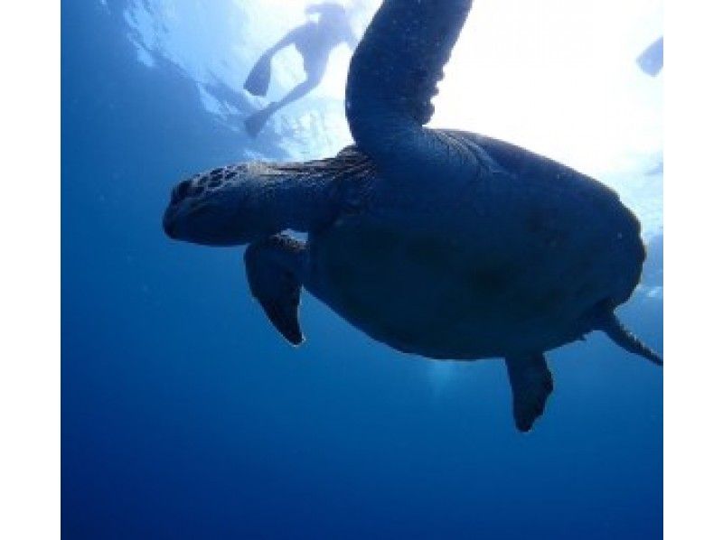 [Okinawa / Ishigaki Island] Phantom Island Landing + Sea Turtle or Manta Snorkel Tour (1 day plan)の紹介画像
