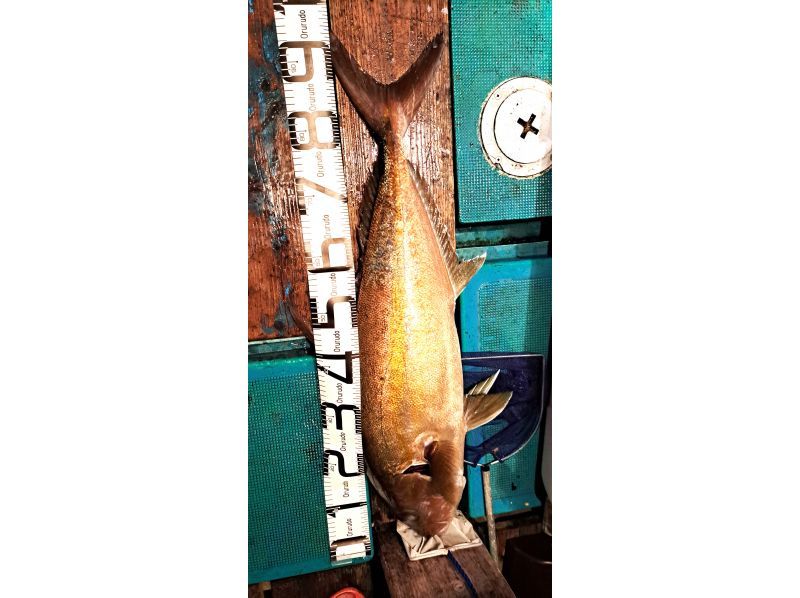 [วาคายามะ/เมืองสุซามิ [กฎบัตร]] ตั้งเป้าไปที่ปลาใหญ่กันเถอะ! การตกปลาแบบว่ายน้ำ (การตกปลาแบบ Nomase)の紹介画像