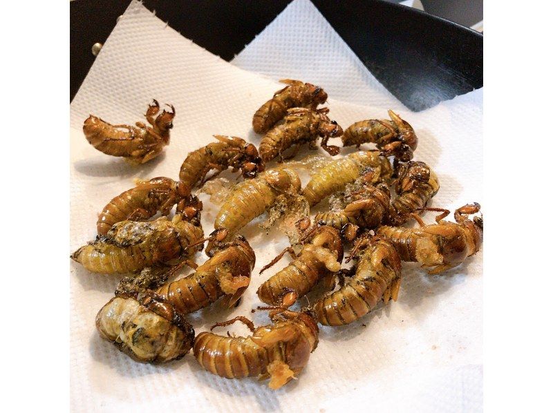 "Kawaguchi, Saitama Prefecture" *Family friendly* Invasive species extermination series We will be holding a tour to capture, exterminate and eat the larvae of the bamboo stucco. You can also capture Kabukuwa in OPTION.の紹介画像