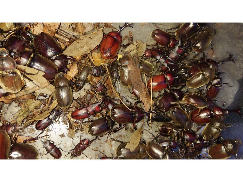 『埼玉県川口』＊家族向け＊外来種駆除シリーズ”タケオオツクツクの幼虫”を捕獲駆除食べるツアーを開催します。OPTIONでカブクワも捕獲するよの紹介画像