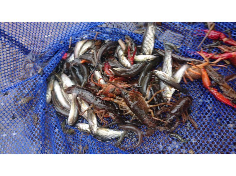 "Inashiki, Ibaraki Prefecture" **For families** We will be holding a tour to capture, remove and eat ``American catfish'', an alien species extermination series. We will also hold a river rustling capture event.の紹介画像