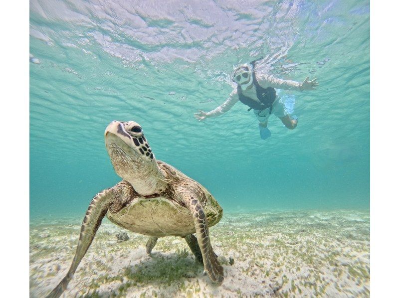 [Okinawa, Miyakojima, Snorkeling] Filmed with the latest cameras! Safe and secure, just a 15-minute walk from the city center! Overwhelmingly popular! A mystical experience of swimming with wild sea turtles!の紹介画像