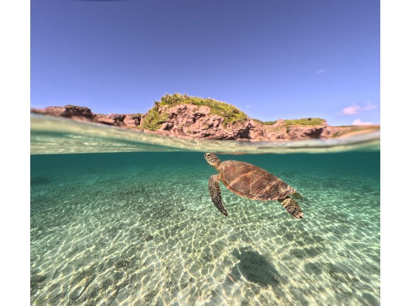 [Miyakojima - Many female repeat visitors] A moving experience of swimming with wild sea turtles ✨ Free photos and videos & heartwarming hospitality ♪ Comfortable & safe with hot water showers! Book now!の紹介画像