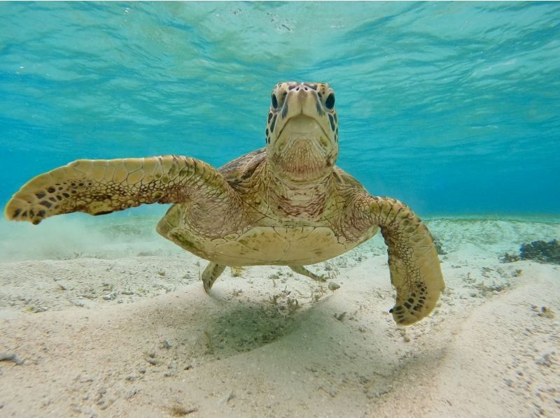 [Okinawa, Miyakojima, Snorkeling] Filmed with the latest cameras! Safe and secure, just a 15-minute walk from the city center! Overwhelmingly popular! A mystical experience of swimming with wild sea turtles!の紹介画像