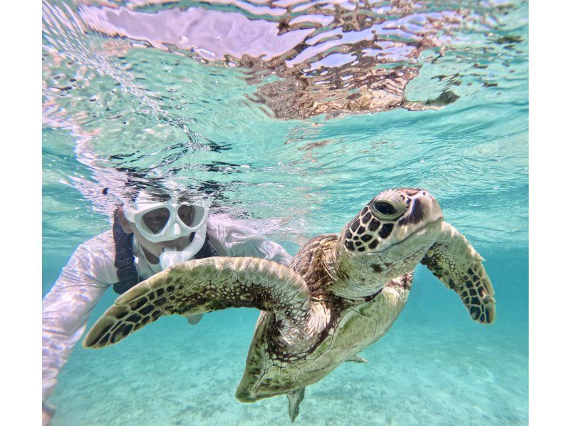 [Okinawa, Miyakojima, Snorkeling] Filmed with the latest cameras! Safe and secure, just a 15-minute walk from the city center! Overwhelmingly popular! A mystical experience of swimming with wild sea turtles!の紹介画像