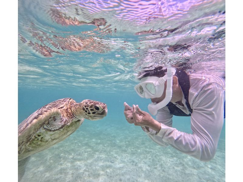 [Okinawa, Miyakojima, Snorkeling] Filmed with the latest cameras! Safe and secure, just a 15-minute walk from the city center! Overwhelmingly popular! A mystical experience of swimming with wild sea turtles!の紹介画像