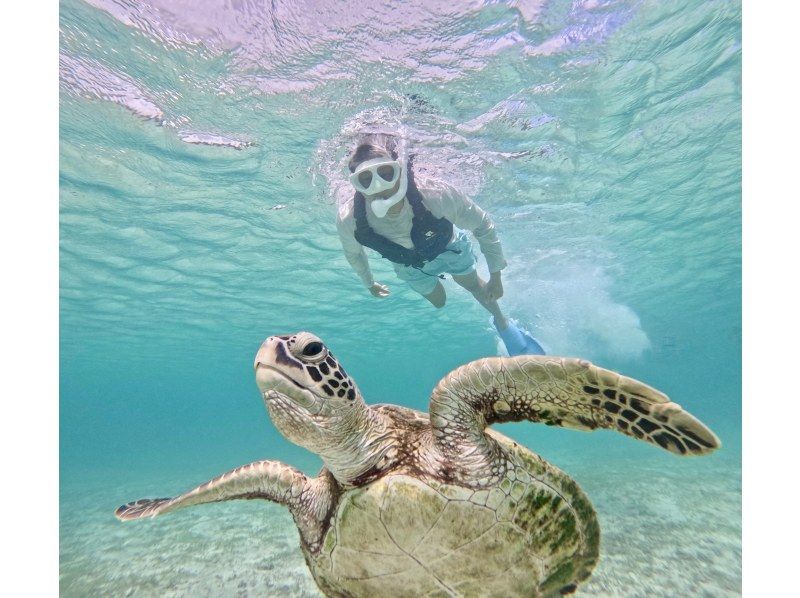 [Okinawa, Miyakojima, Snorkeling] Filmed with the latest cameras! Safe and secure, just a 15-minute walk from the city center! Overwhelmingly popular! A mystical experience of swimming with wild sea turtles!の紹介画像