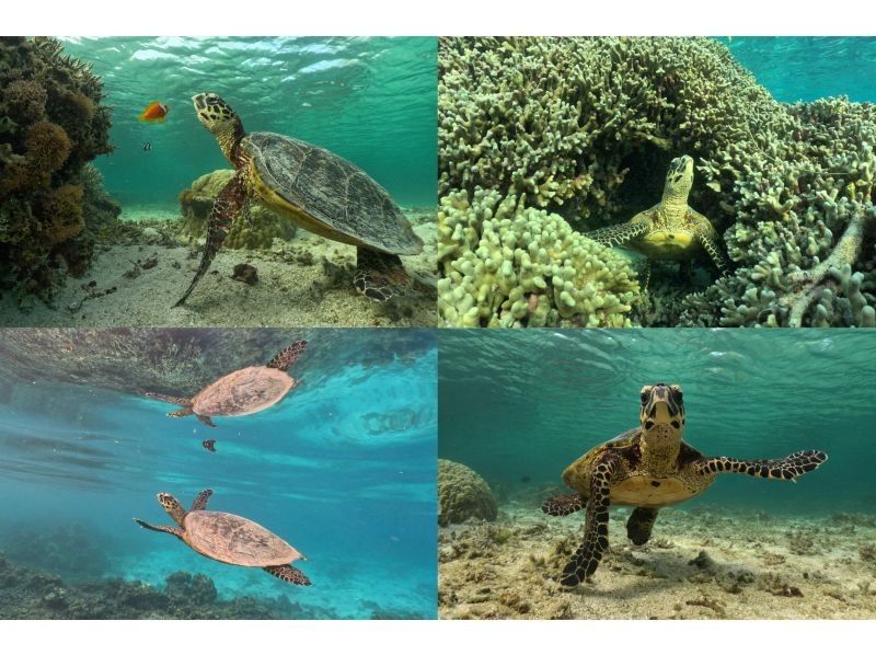 [Okinawa, Miyakojima, Snorkeling] Filmed with the latest cameras! Safe and secure, just a 15-minute walk from the city center! Overwhelmingly popular! A mystical experience of swimming with wild sea turtles!の紹介画像