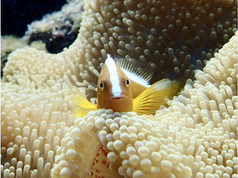 [The only one in Miyakojima! A comfortable snorkeling shop with free facilities] Anyone from 3 to 75 years old can enjoy it! The store is a 15-minute walk from the city center, so you can feel safe!の紹介画像