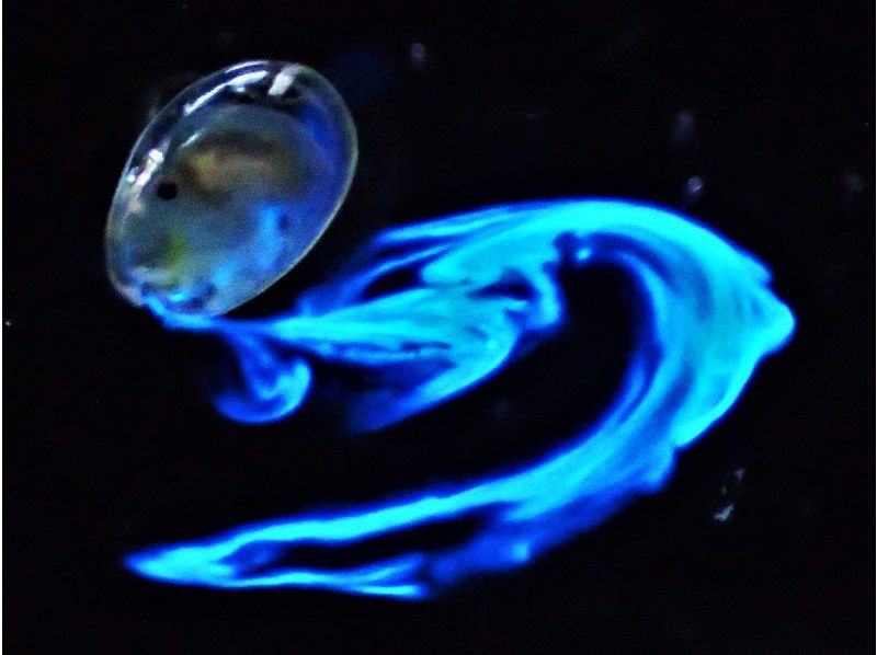 【兵庫・新温泉町】幻想的な青い光！ウミホタル観察会の紹介画像