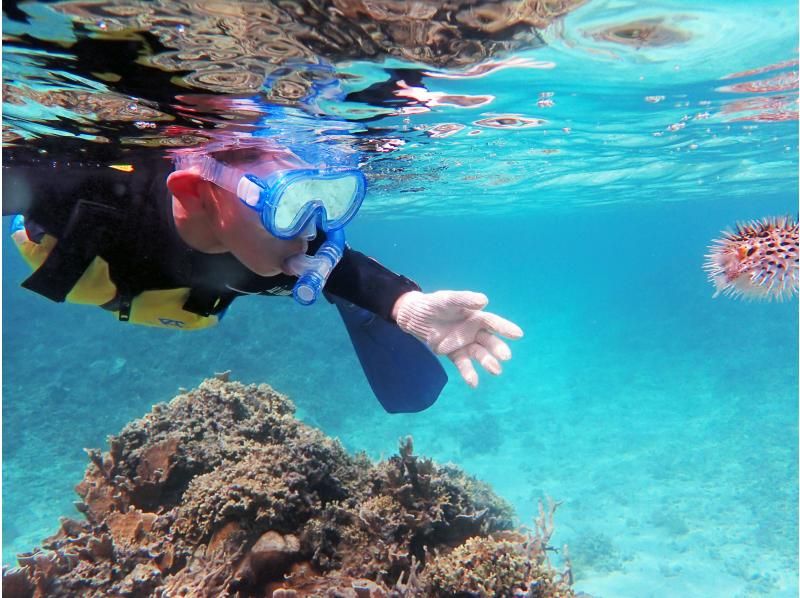 [Enjoy the Amami Sea | Boat Snorkeling Half-Day Tour] Children from 4 years old can participate | Snacks and drinks included | Photos and videos as a gift!の紹介画像