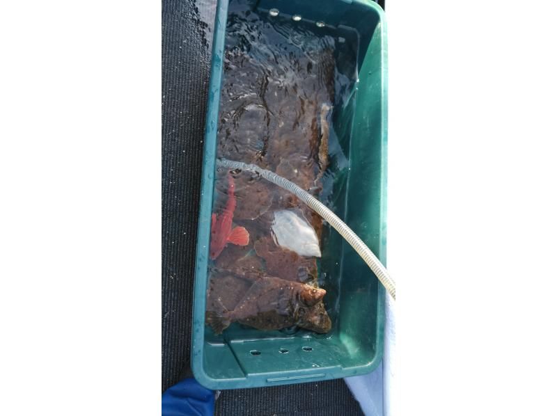 3/24～5/25 Otaru offshore flounder fishing experience. Fishing guide included, beginners are welcome! Come empty-handed!の紹介画像