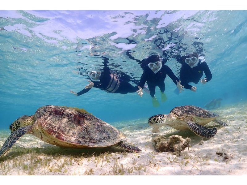 SALE! Miyakojima, 2 hours, private [Sea turtle snorkel photo tour for one group only] 100% encounter rate, equipment rental & free photos {High quality photos!}の紹介画像