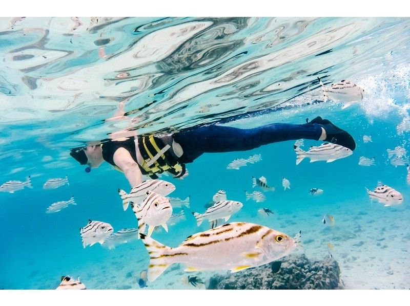 SALE！【沖縄・石垣島 プライベートビーチで行う貸切ツアー】シュノーケリング or クリアサップ（SUP）お選びください♪の紹介画像
