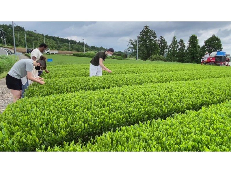 [静冈/挂川]〜可以享受与茶农互动的下午茶时间〜茶园散步和茶园煎茶的茶会の紹介画像