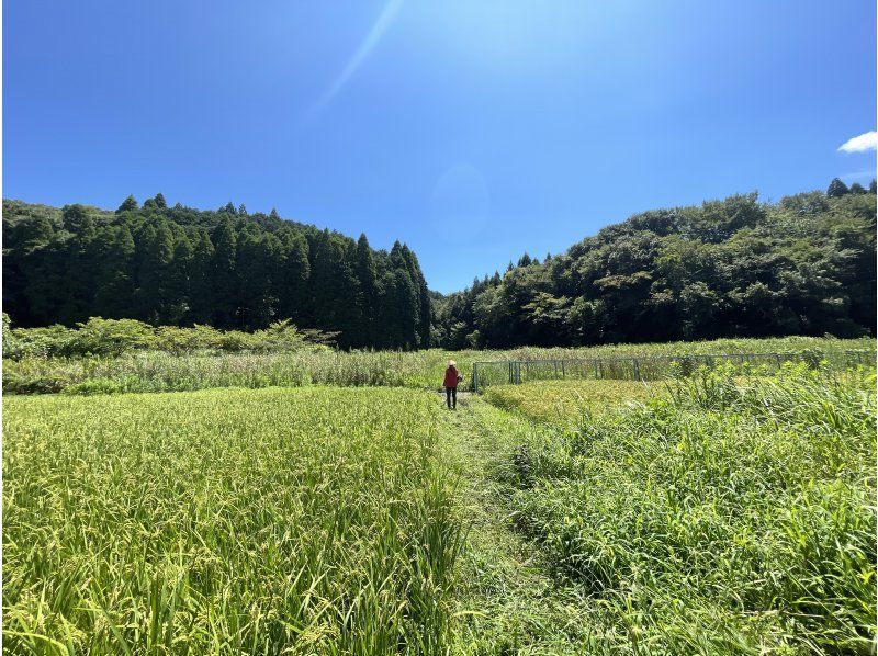 [Chiba, Japan] Find Prehistoric Zen (Hiking➡︎Herb sauna➡︎Omakase sushi)の紹介画像