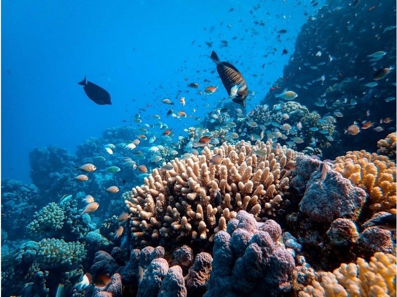 《D Plan》【Amami Oshima・Snorkeling】 Landing on Kotori Beach, which can only be reached by boat + boat snorkeling!の紹介画像