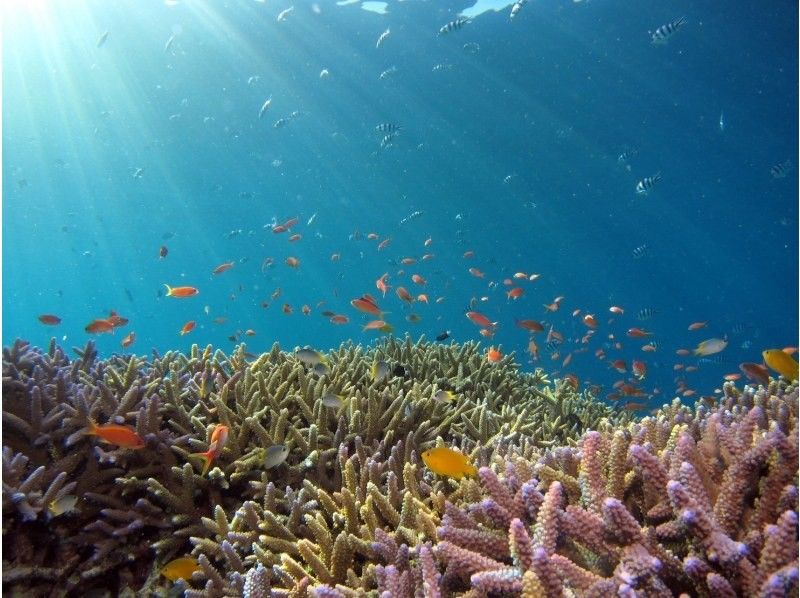 《D Plan》【Amami Oshima・Snorkeling】 Landing on Kotori Beach, which can only be reached by boat + boat snorkeling!の紹介画像