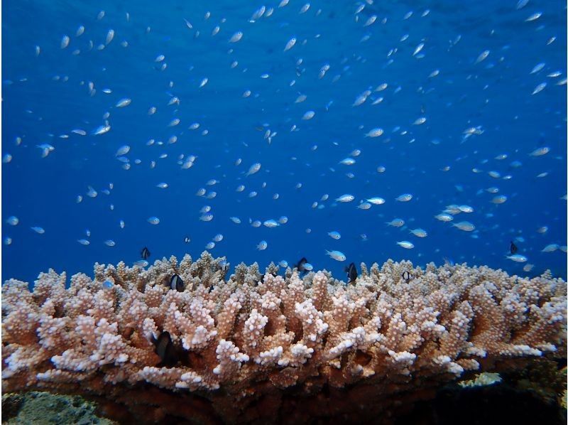 《D Plan》【Amami Oshima・Snorkeling】 Landing on Kotori Beach, which can only be reached by boat + boat snorkeling!の紹介画像