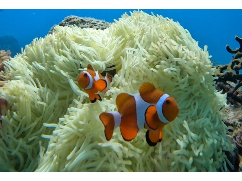 《D Plan》【Amami Oshima・Snorkeling】 Landing on Kotori Beach, which can only be reached by boat + boat snorkeling!の紹介画像