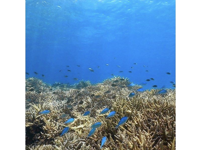 《D Plan》【Amami Oshima・Snorkeling】 Landing on Kotori Beach, which can only be reached by boat + boat snorkeling!の紹介画像