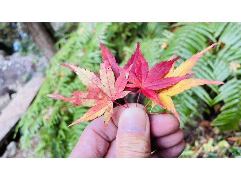 【滋賀・湖西】初めてのハイキング（山デビューに最適！おまかせコース）の紹介画像