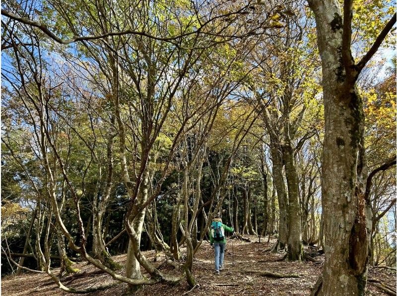 [滋贺/湖西]第一次徒步旅行（完美的登山首次亮相！自动路线）の紹介画像