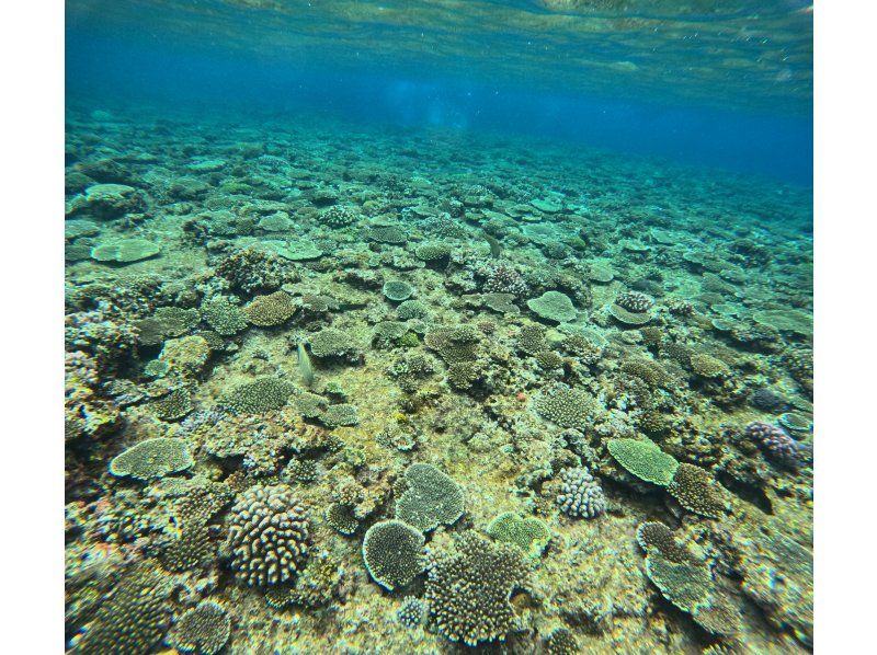 当日予約OK！【沖縄・恩納村】ロングタイム青の洞窟スノーケリング　GOPRO撮影無料　ラウ兄のお店！当日予約OK！の紹介画像