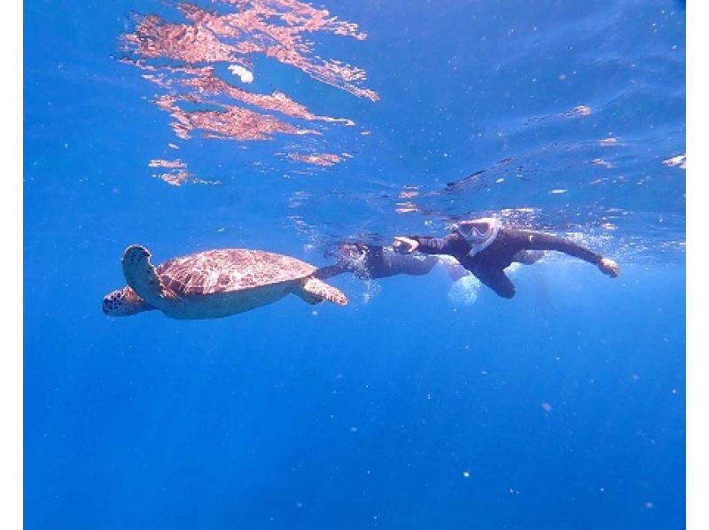 [Ishigaki Island Diving, 1 day, Phantom Island, Sea Turtle] 3dive experience diving in 1 day! Let's aim for the phantom island and sea turtles!の紹介画像