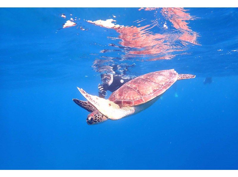 [Ishigaki Island Diving, Phantom Island, Sea Turtles, 1 Day] 3 dives in 1 day! Aim for the phantom island, corals, fish and sea turtles! ☆Free photo data☆の紹介画像