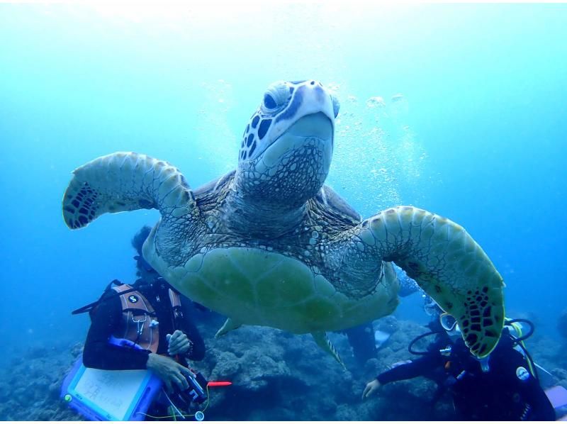[Ishigaki Island Diving, 1 day, Phantom Island, Sea Turtle] 3dive experience diving in 1 day! Let's aim for the phantom island and sea turtles!の紹介画像