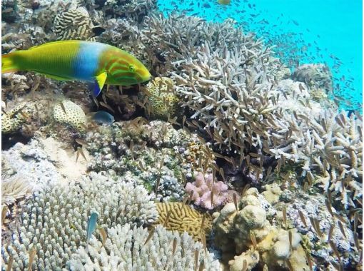 【那覇発/慶良間日帰り】チャータークルーザーで行く!慶良間諸島『渡嘉敷島』阿波連ビーチ海水浴ツアー 【那覇発/慶良間日帰り】チャータークルーザーで行く!慶良間諸島『渡嘉敷島』阿波連ビーチ海水浴ツアー