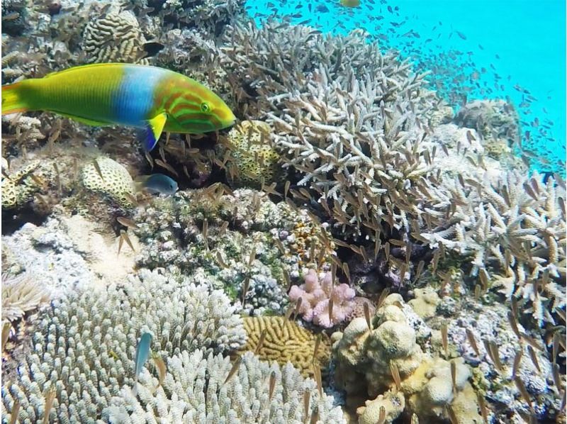 ทัวร์สนับสนุนโดย Cerulean Blue OKINAWA Snorkeling ที่หาด Aharen