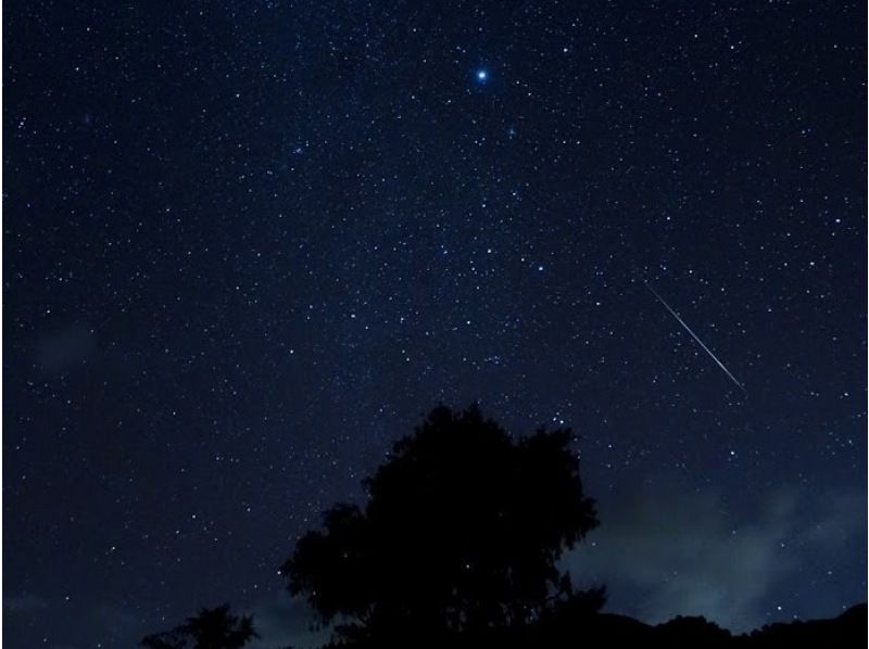 【沖縄・石垣島】ナイトツアー！3歳からOK！夜のジャングル探検、満天の星空の下で亜熱帯の生き物探し＆観察をしよう！＜1グループ貸切案内＞の紹介画像