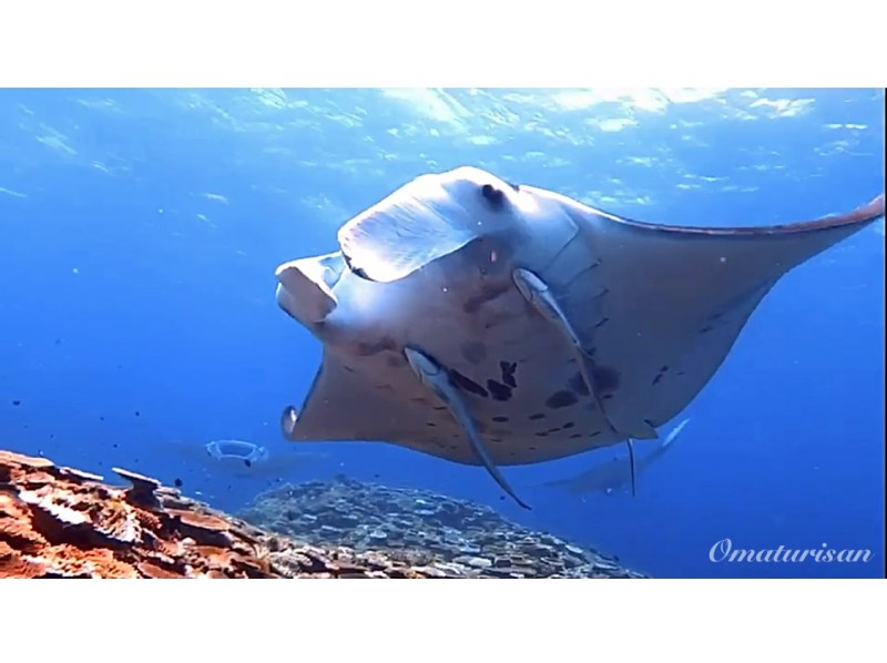 [Okinawa, Ishigaki Island] No license required! Meet manta rays and sea turtles with a trial dive (1 DIVE and snorkel included) Free photo data! Transportation includedの紹介画像