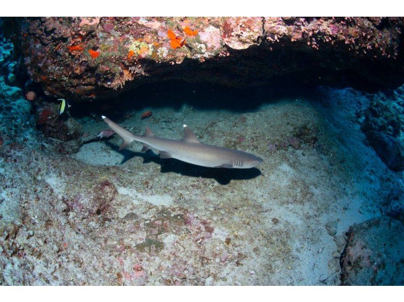 Even if you're alone, you can enjoy fun diving in Kerama Islands. Equipment transfers included.  の紹介画像