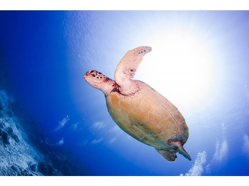 Even if you're alone, you can enjoy fun diving in Kerama Islands. Equipment transfers included.  の紹介画像