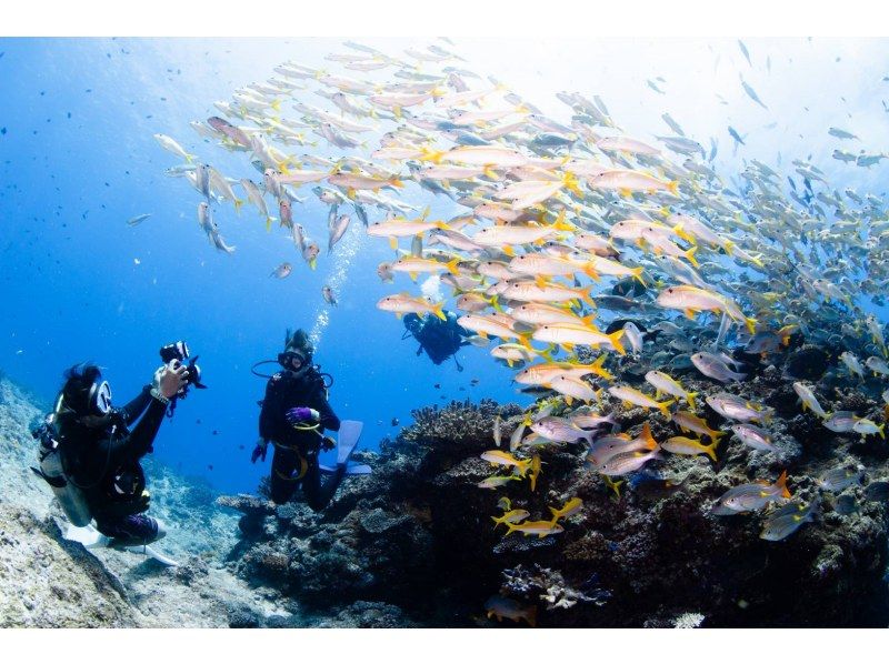 Even if you're alone, you can enjoy fun diving in Kerama Islands. Equipment transfers included.  の紹介画像