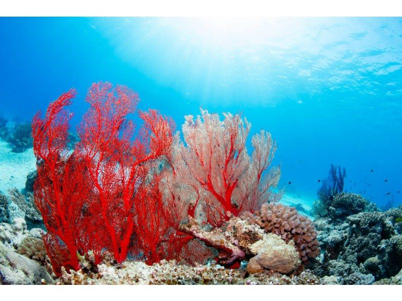 Even if you're alone, you can enjoy fun diving in Kerama Islands. Equipment transfers included.  の紹介画像