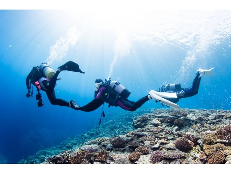 Even if you're alone, you can enjoy fun diving in Kerama Islands. Equipment transfers included.  の紹介画像