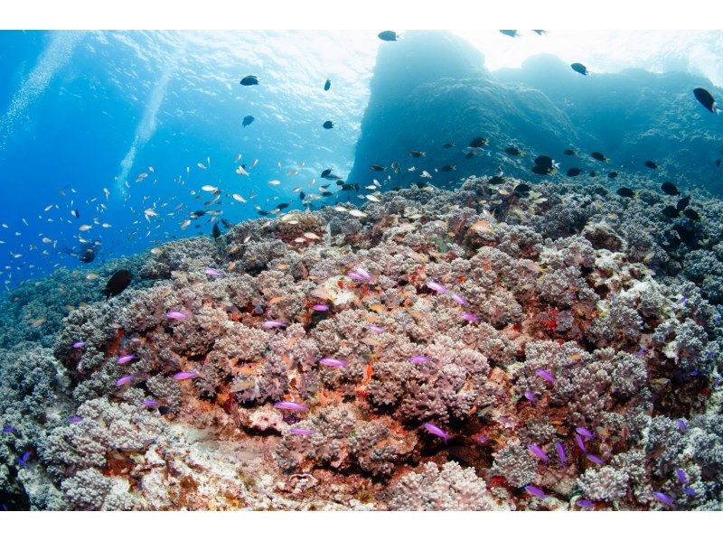 Even if you're alone, you can enjoy fun diving in Kerama Islands. Equipment transfers included.  の紹介画像
