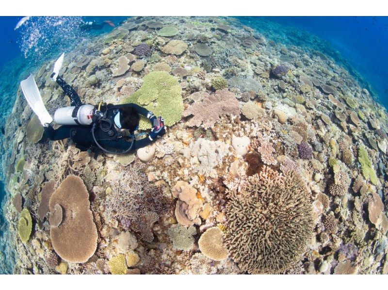 Even if you're alone, you can enjoy fun diving in Kerama Islands. Equipment transfers included.  の紹介画像