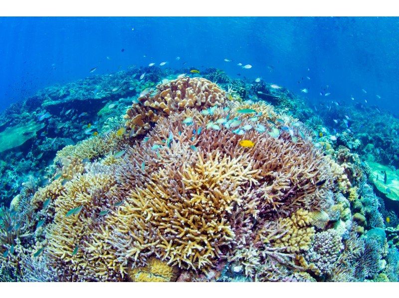 Even if you're alone, you can enjoy fun diving in Kerama Islands. Equipment transfers included.  の紹介画像