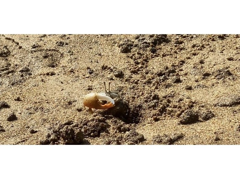 【石垣島・宮良川】人気スポットでマングローブカヤック！◆超快適背もたれ付＆安心の少人数制◆【グループ割有り】【撮影データプレゼント】の紹介画像