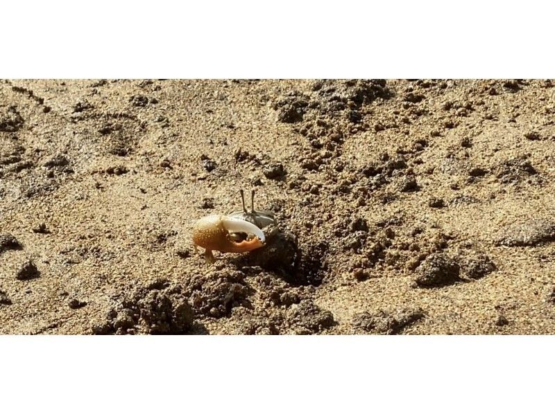 【石垣島・宮良川】島人ガイドがご案内！マングローブカヤック！◆超快適背もたれ付＆安心の少人数制◆【グループ割有り】【撮影データプレゼント】の紹介画像