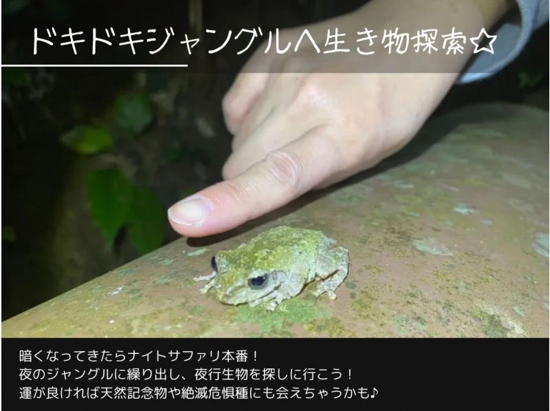 【石垣島/夜】１組限定♪南の島の生き物×星空！今人気の欲張りナイトサファリツアー♪の紹介画像